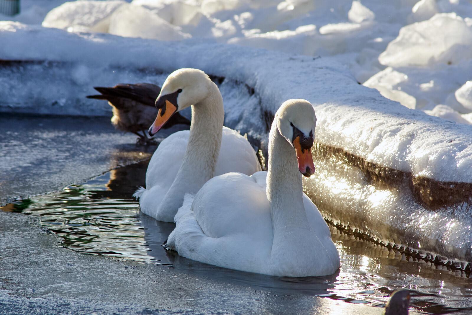 С 28 марта в Ленинградском зоопарке стартует весенний фестиваль «Пробуждение жизни»