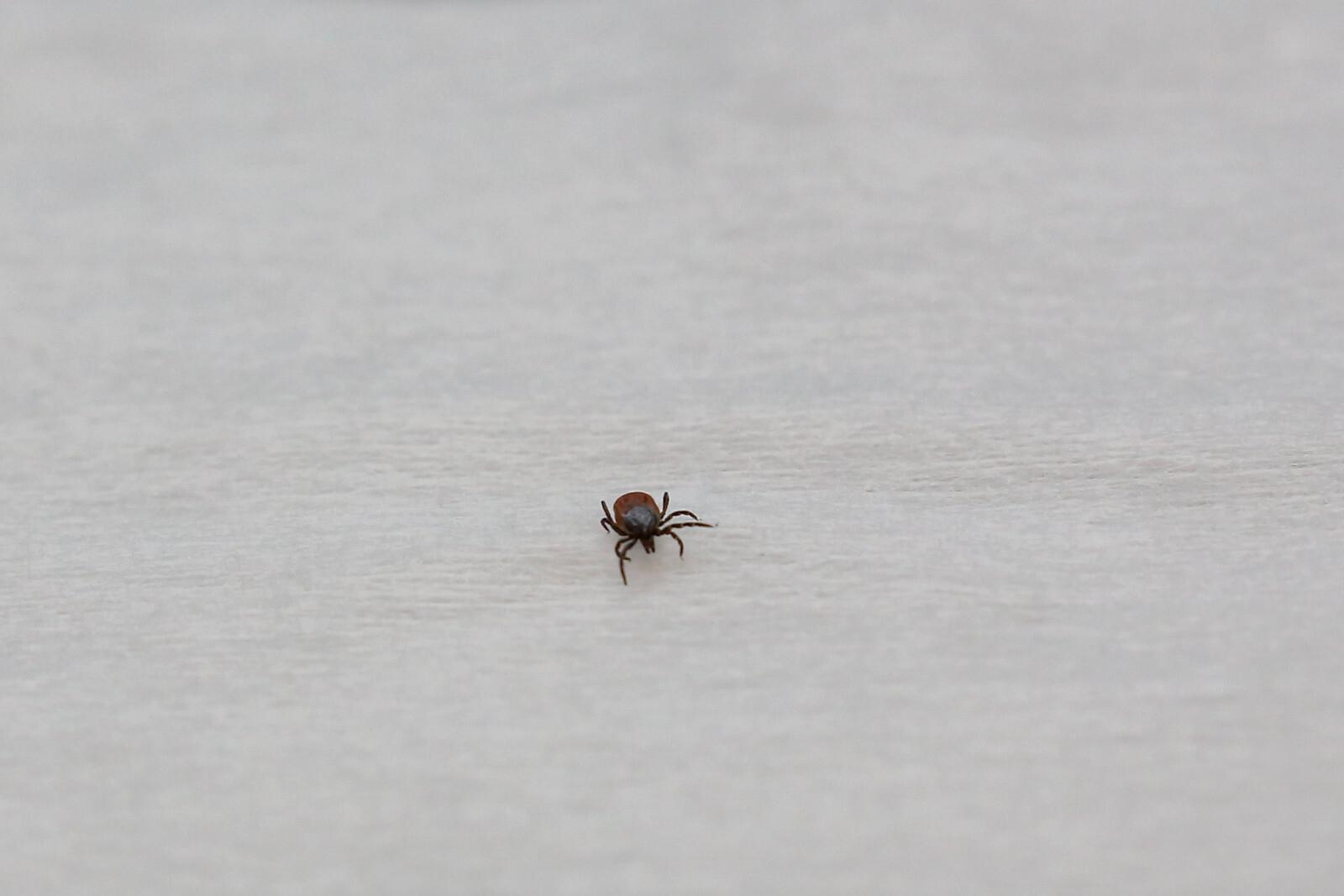 Врач Набокова рассказала, как защититься от клещевого энцефалита