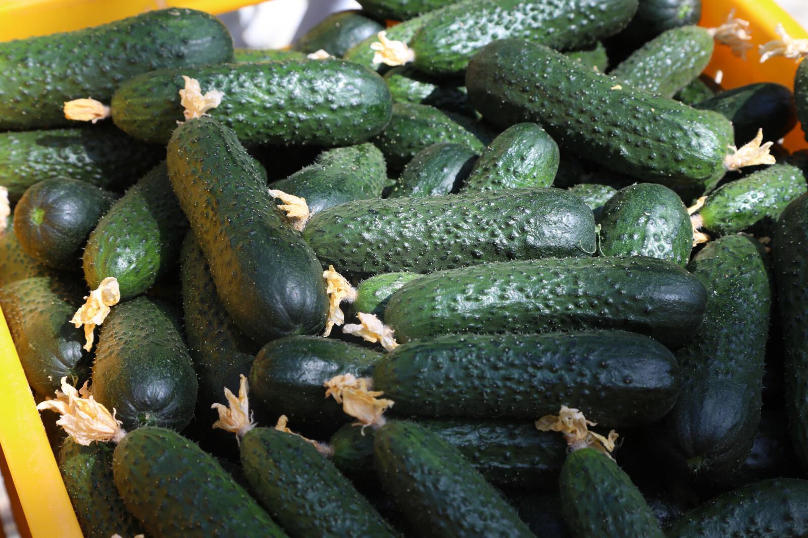 В России значительно выросло производство тепличных огурцов и помидоров