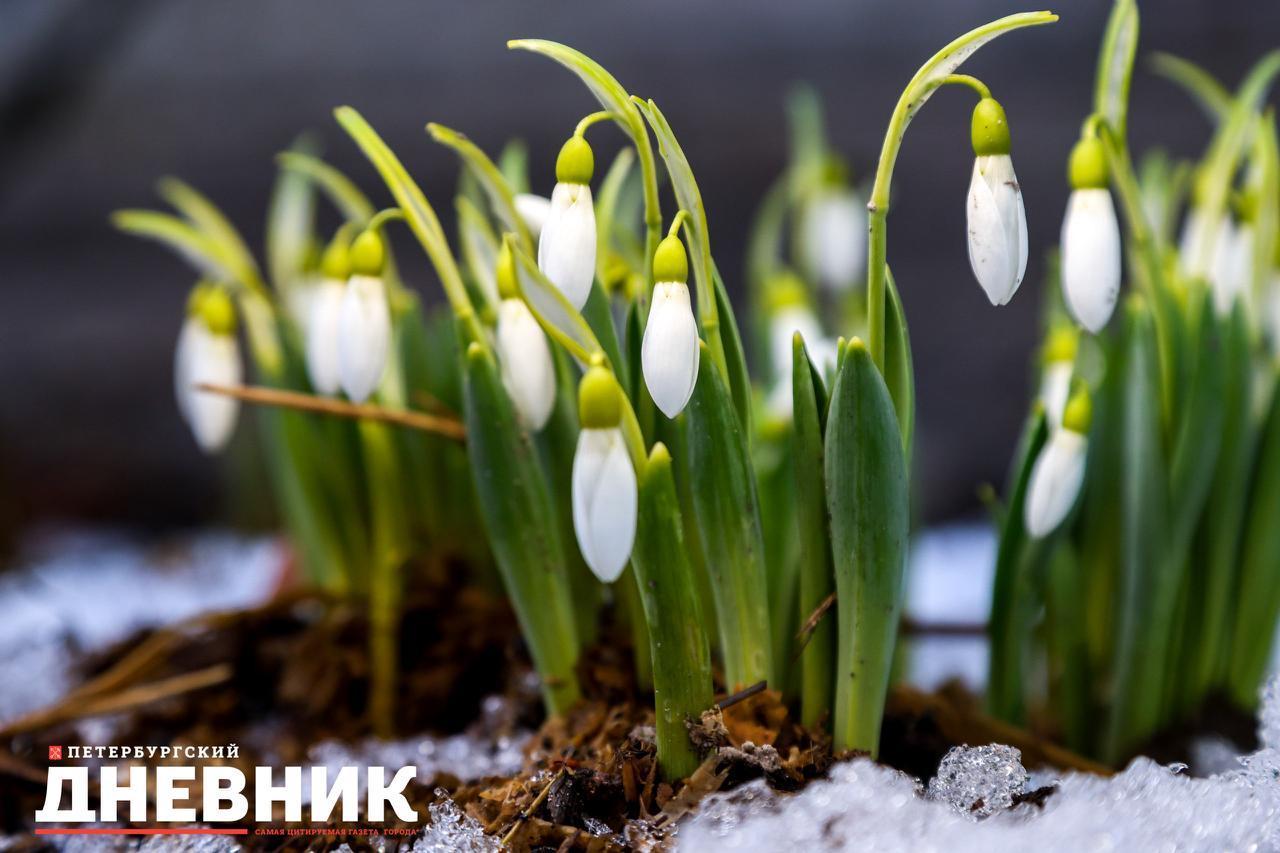 Россиянам напомнили, что за сорванные подснежники грозит срок до четырех лет