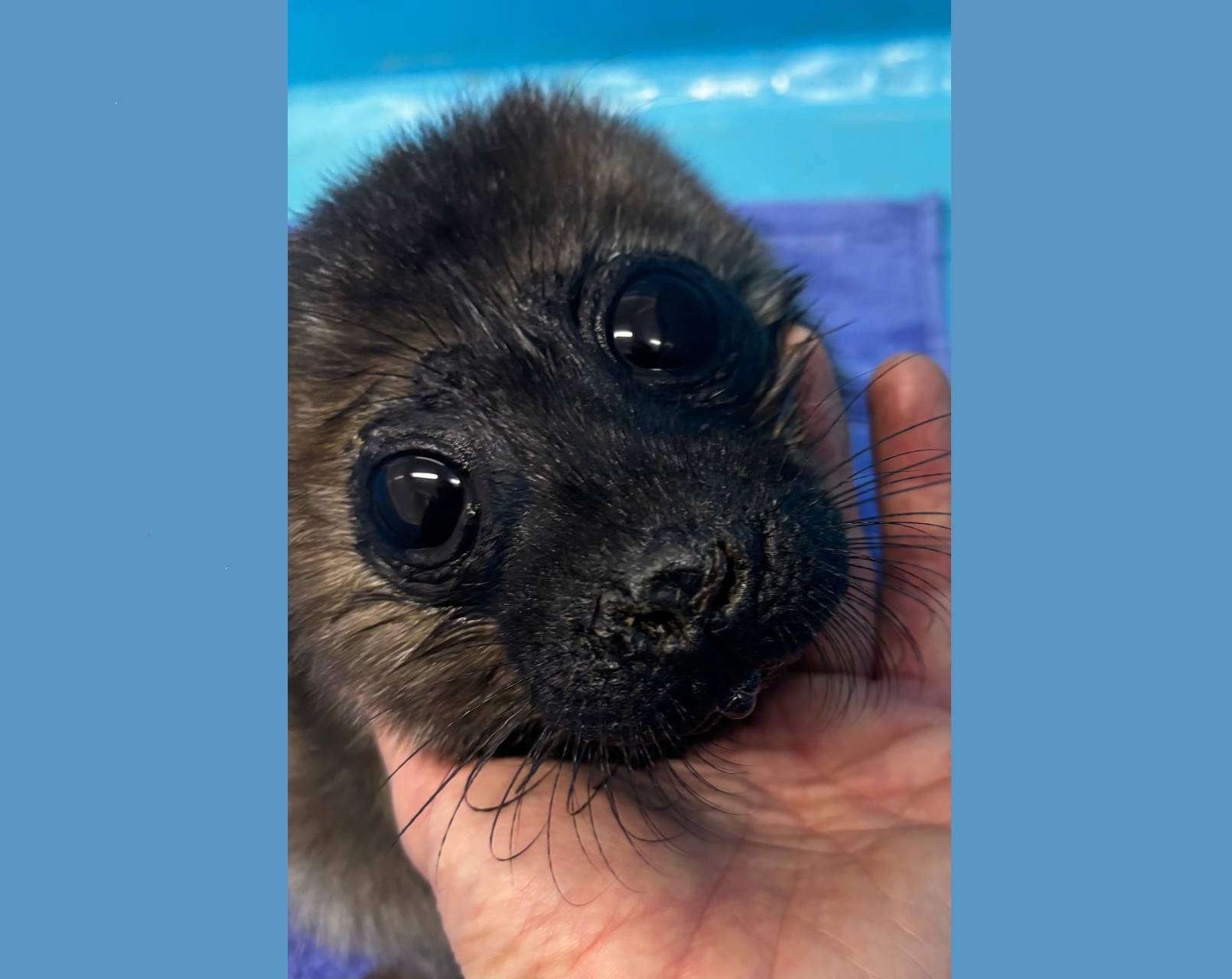 Малютку нерпу спасают в Фонде друзей балтийской нерпы от легочных нематод