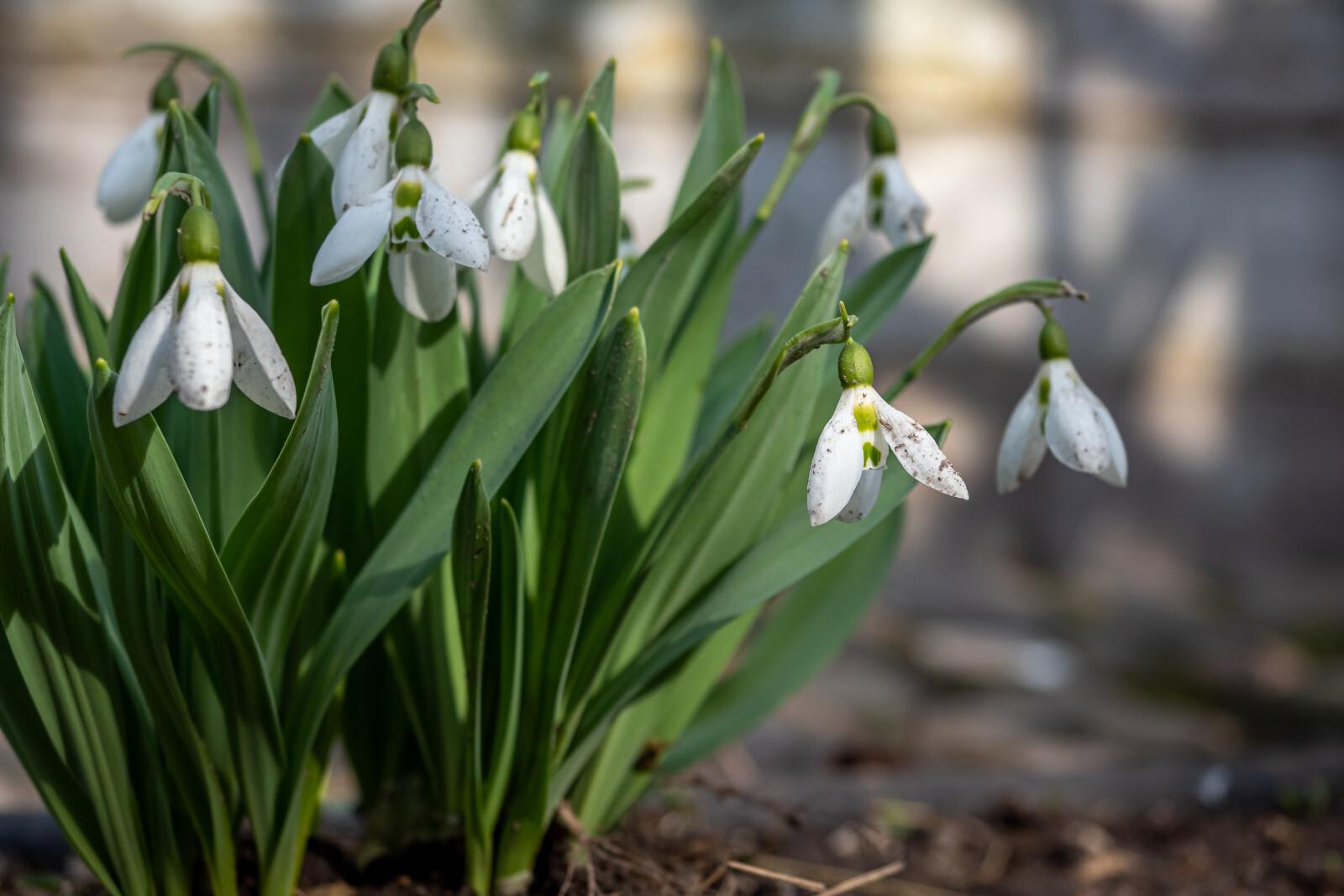 Погода в Петербурге побила очередной рекорд