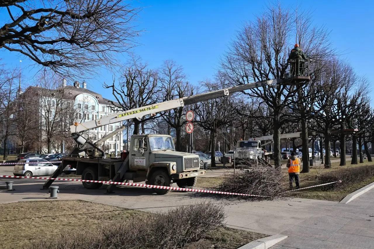 На Петровской набережной началась формовочная обрезка лип