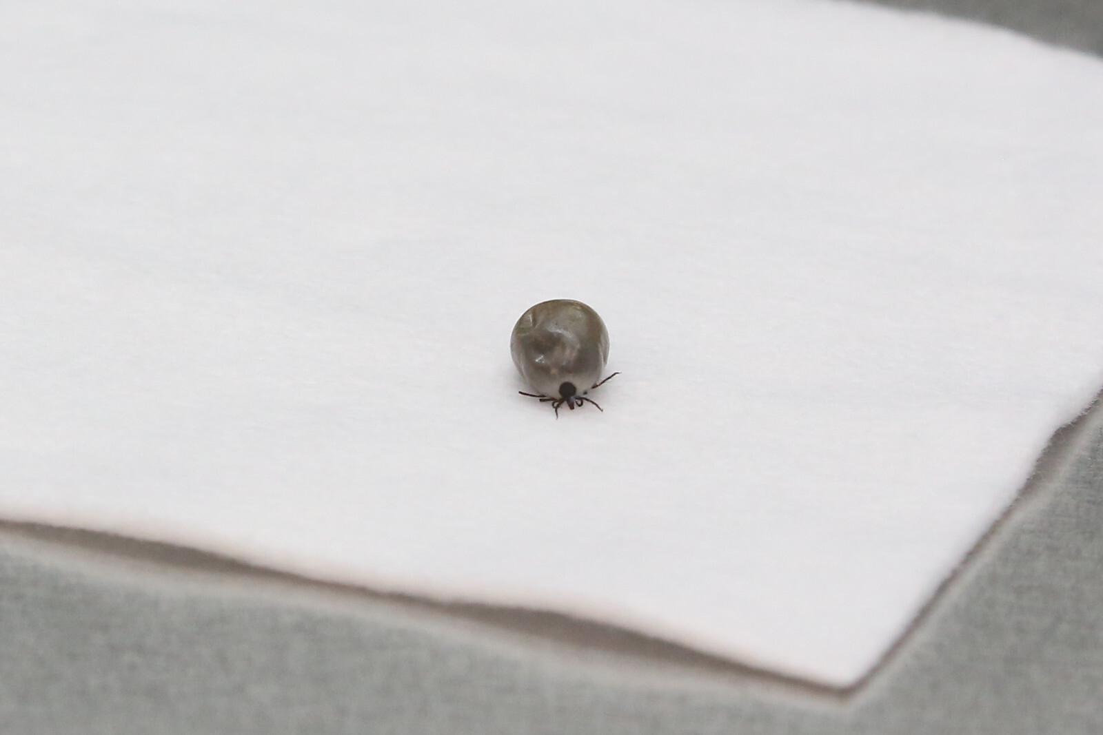 В Роспотребнадзоре оценили риски нашествия клещей-мутантов в средней полосе России