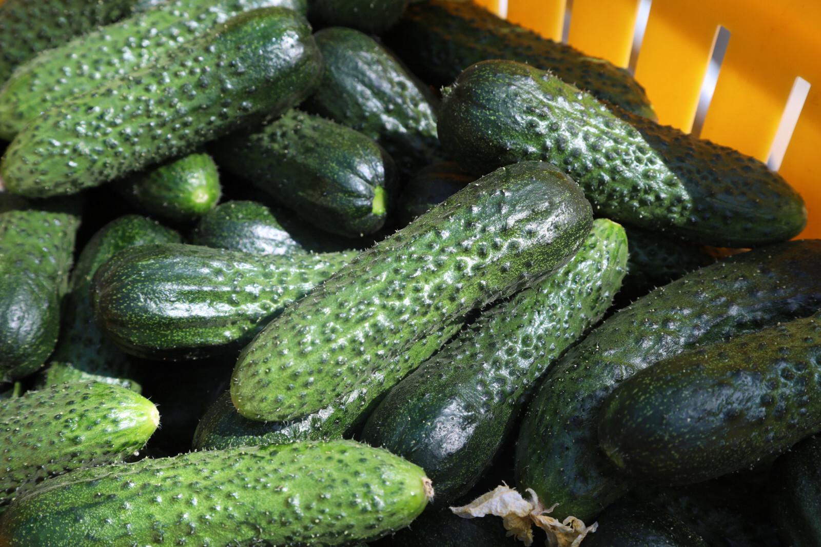 В России продолжают дешеветь огурцы и дорожать картофель