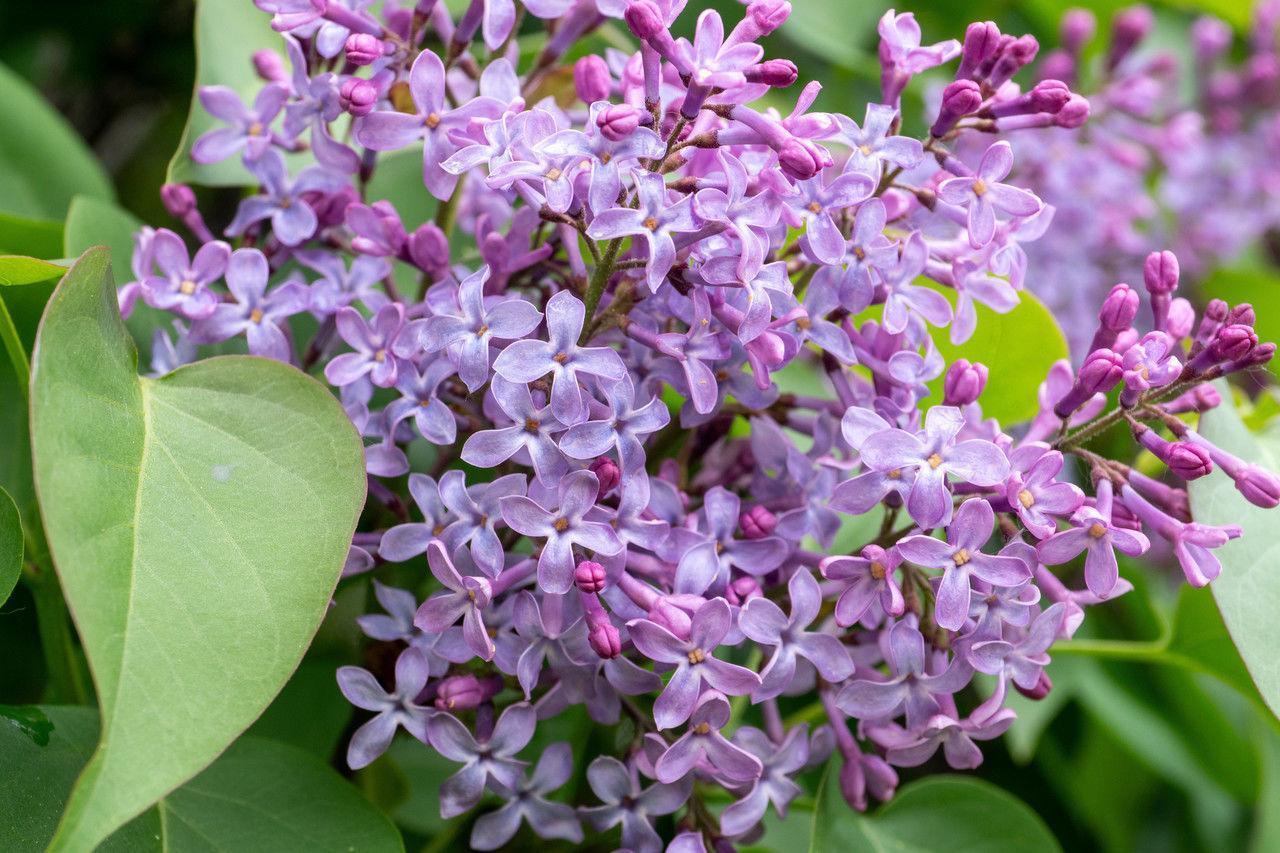 Россиянам объяснили, как отличить ОРВИ от аллергии