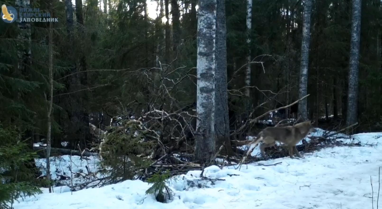 Под Петербургом волк набросился на лосенка: видео