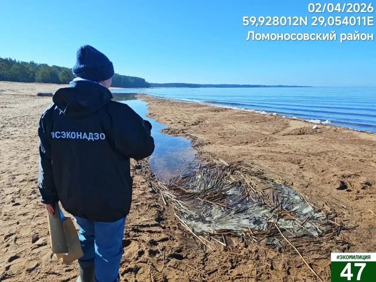 Экомилиция не подтвердила загрязнение Финского залива в районе Соснового Бора