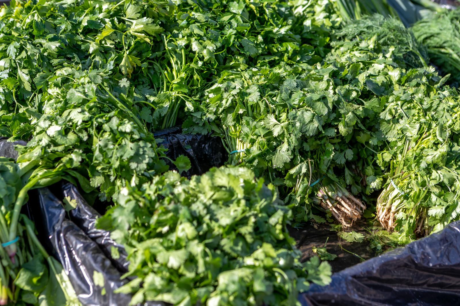 Россиянам объяснили, почему зелень нужно есть горстями, а не веточками