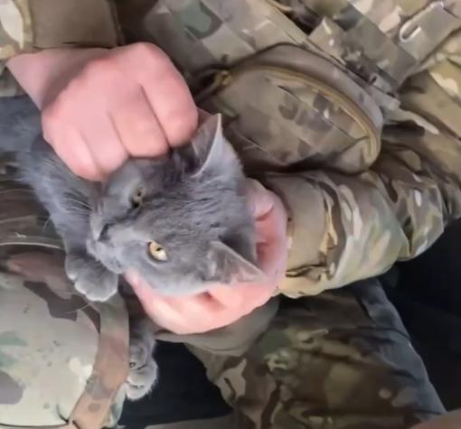 Российские бойцы подобрали породистую кошку в зоне СВО