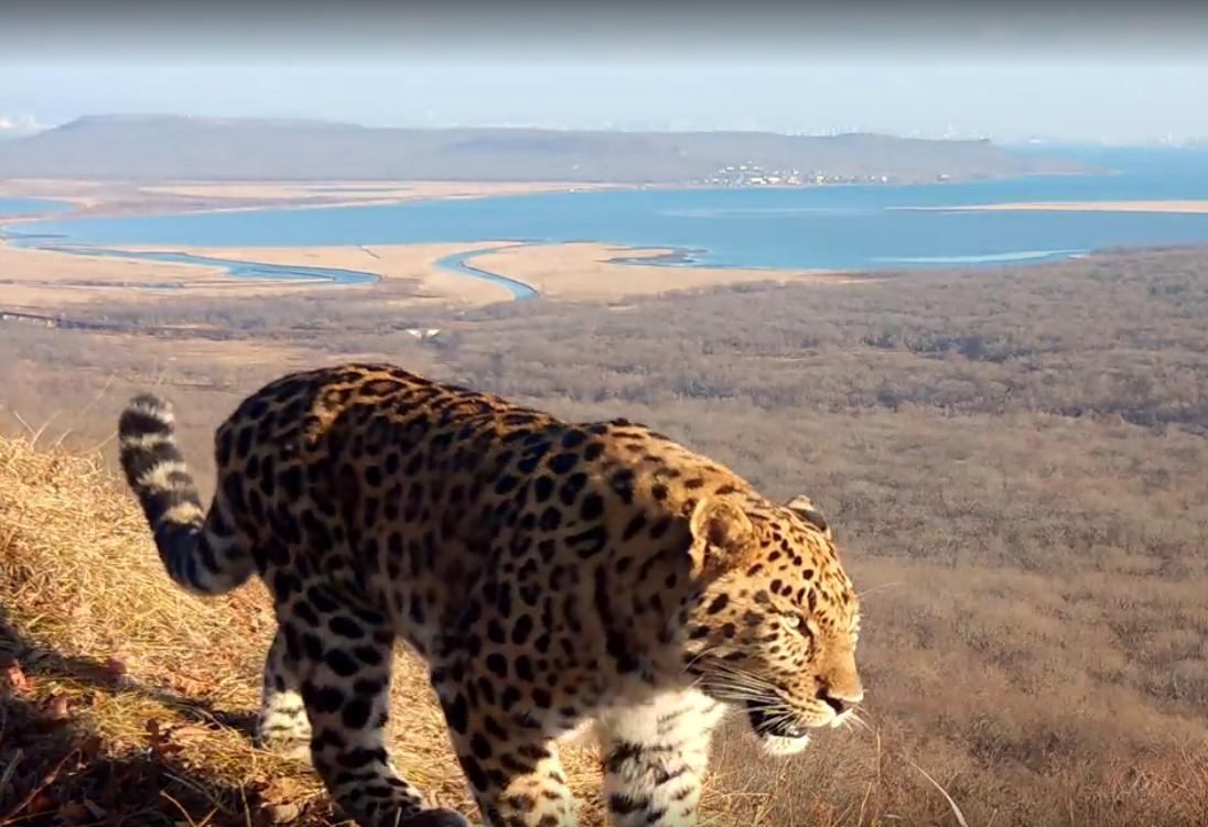 ВТБ: третьего котенка из семьи дальневосточных леопардов назвали Фьюжн