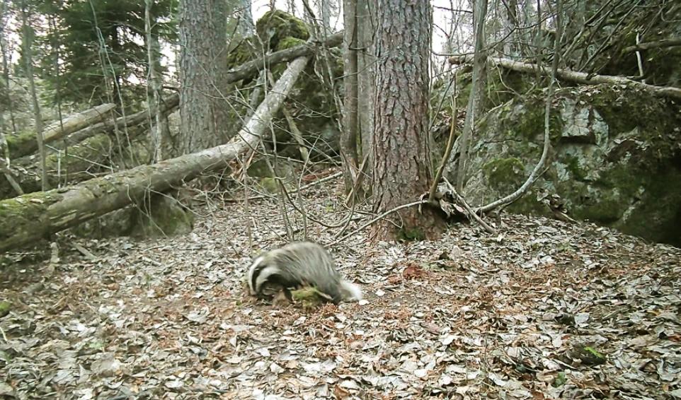 Видео: как барсучиха готовит нору к родам, пока самец спит