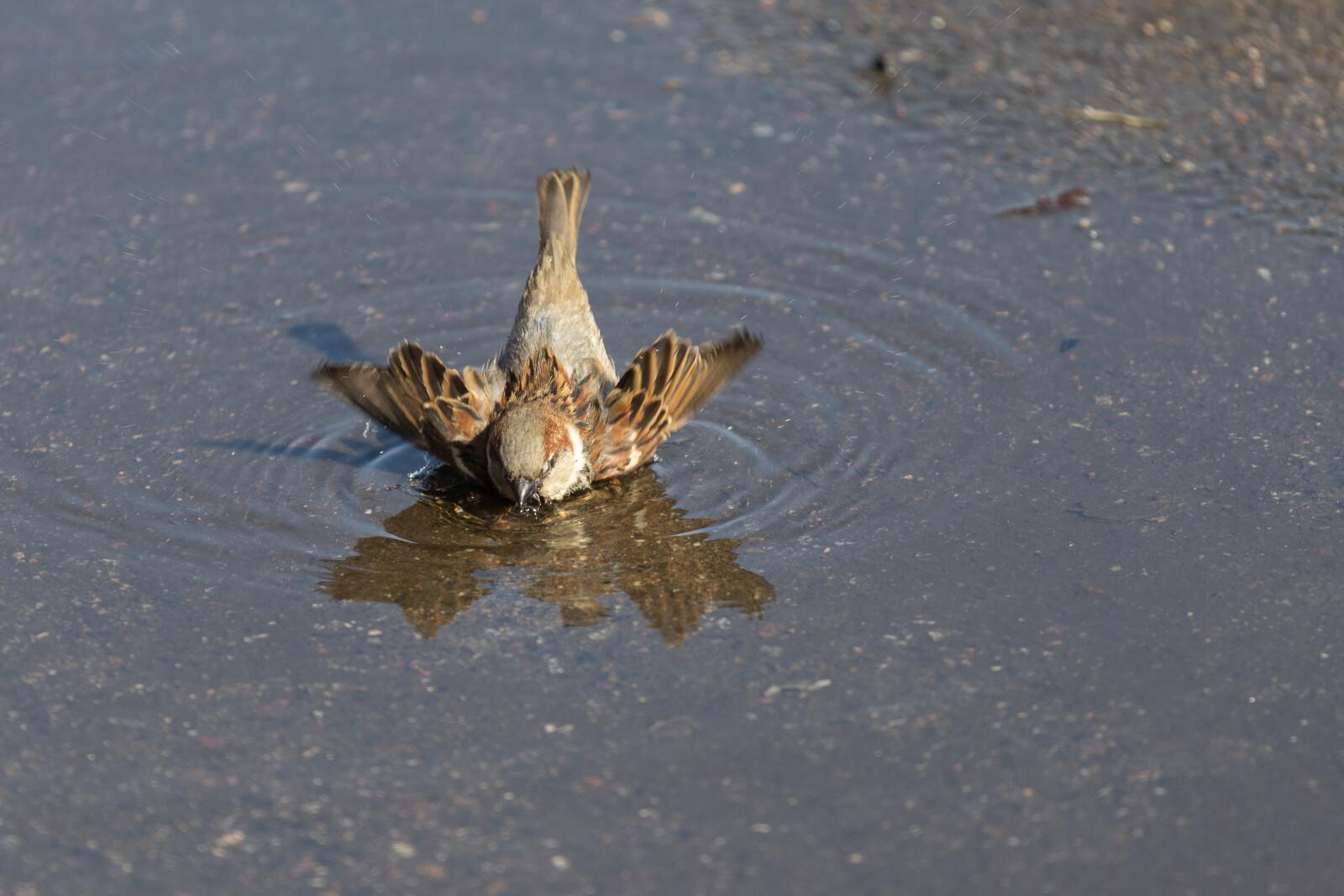 В Ленобласти 16 апреля воздух прогреется до плюс 20 градусов