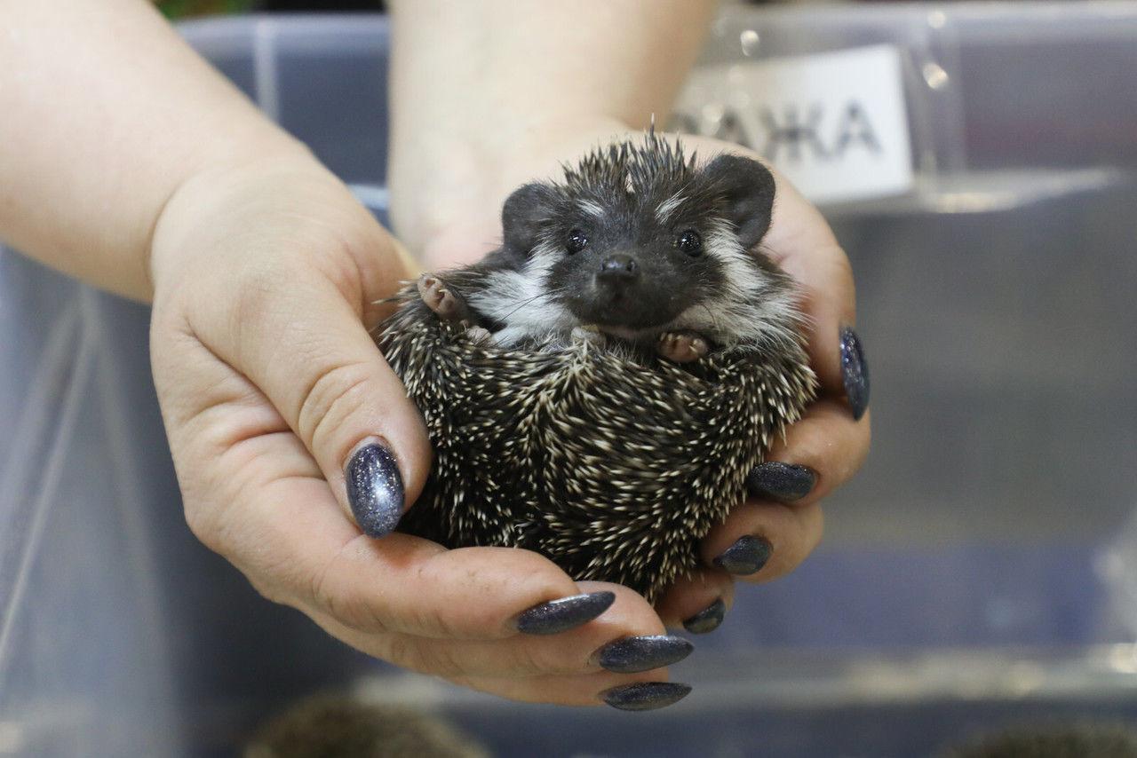 Дачникам посоветовали откармливать исхудавших ежей