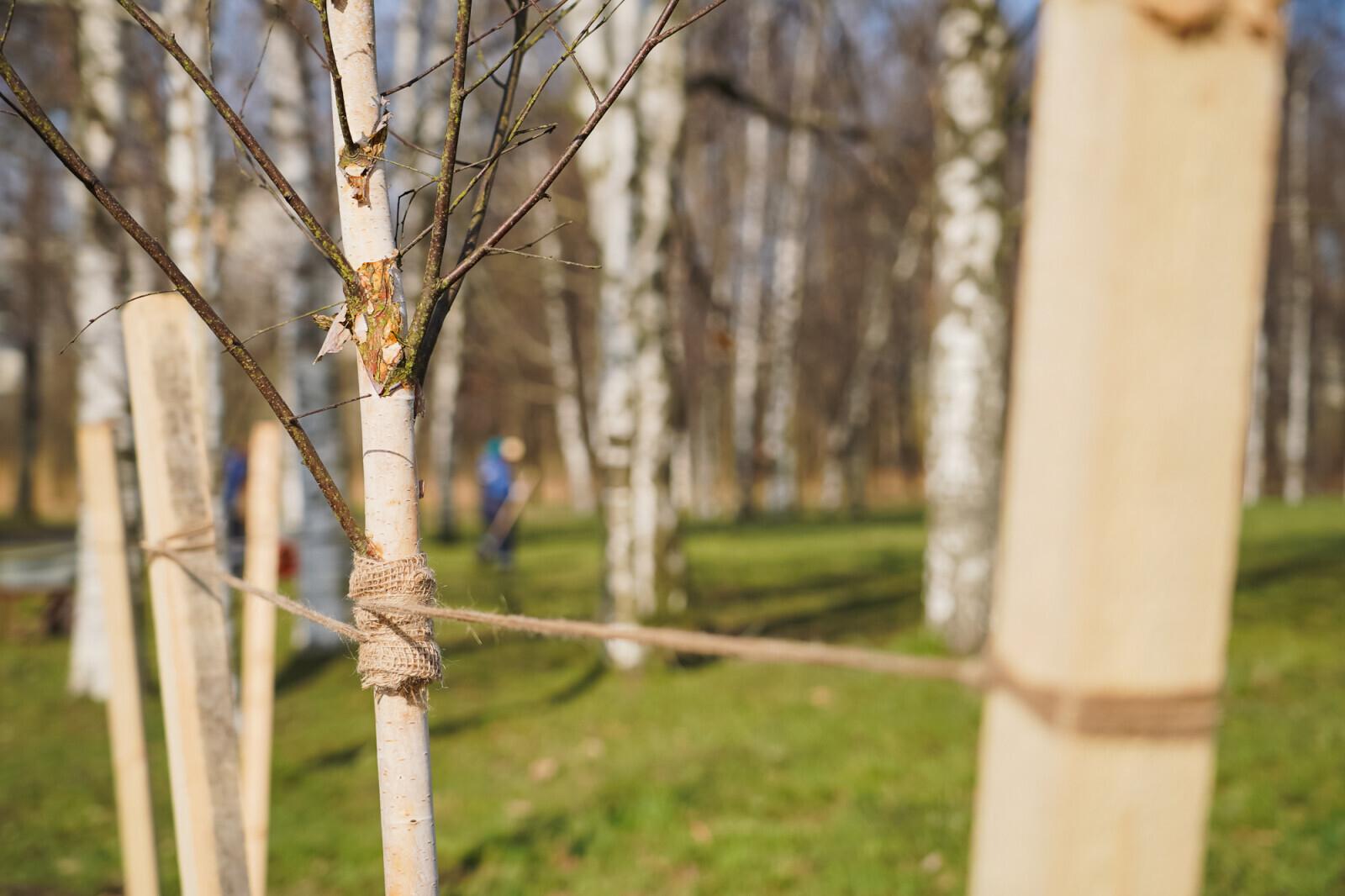 Петербуржцев приглашают присоединиться к масштабной весенней высадке деревьев
