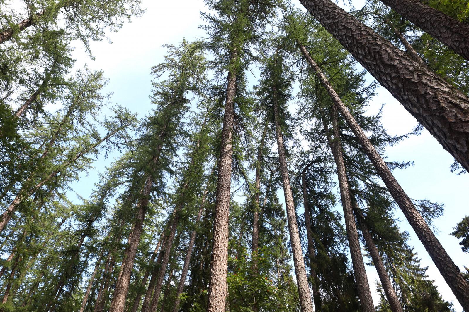 Экотропа «Вишенское болото» в Керженском заповеднике вновь будет открыта