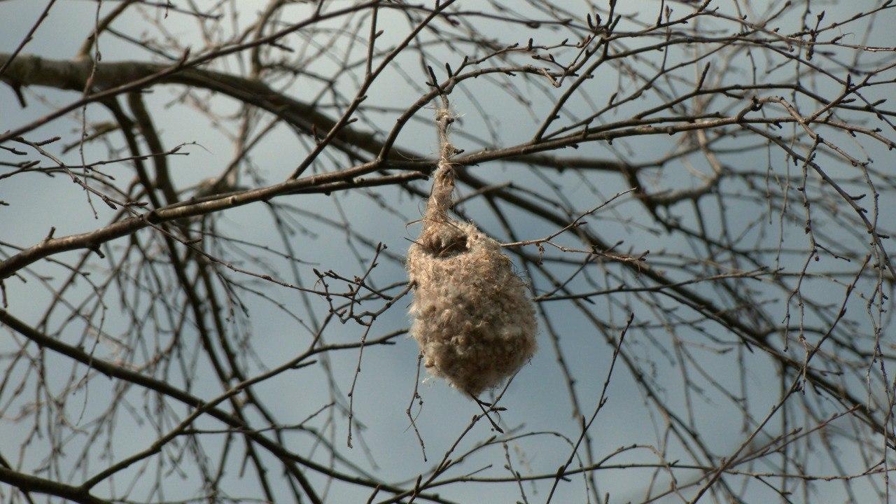 На деревьях в Петербурге появились мохнатые «варежки»