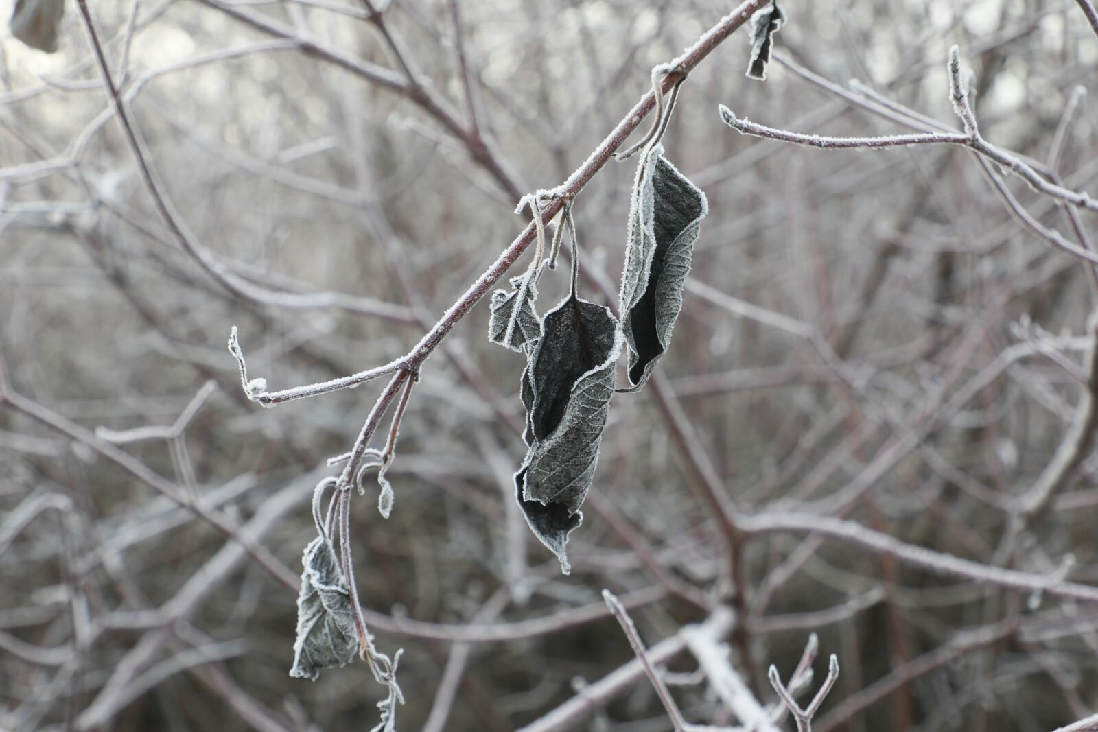 Заморозки накроют Ленобласть