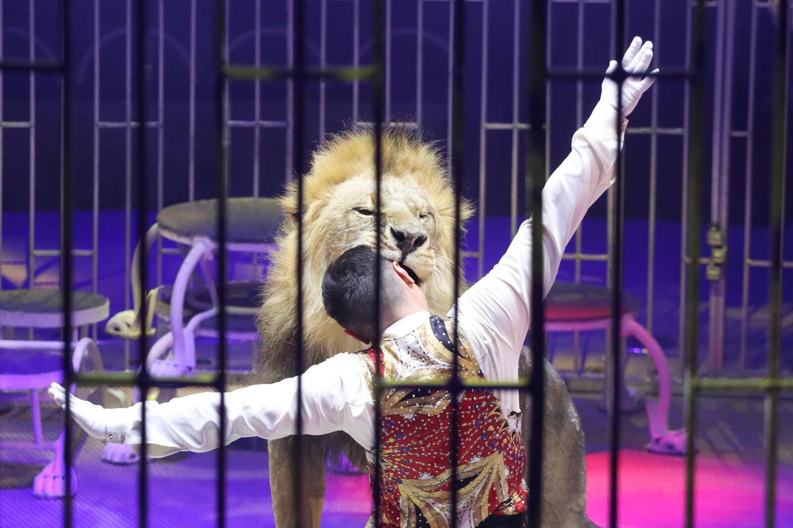 Глава Росгосцирка раскрыл, что происходит с животными-пенсионерами