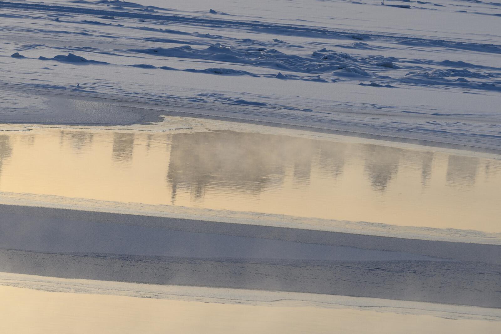 Комары впервые появились в Исландии