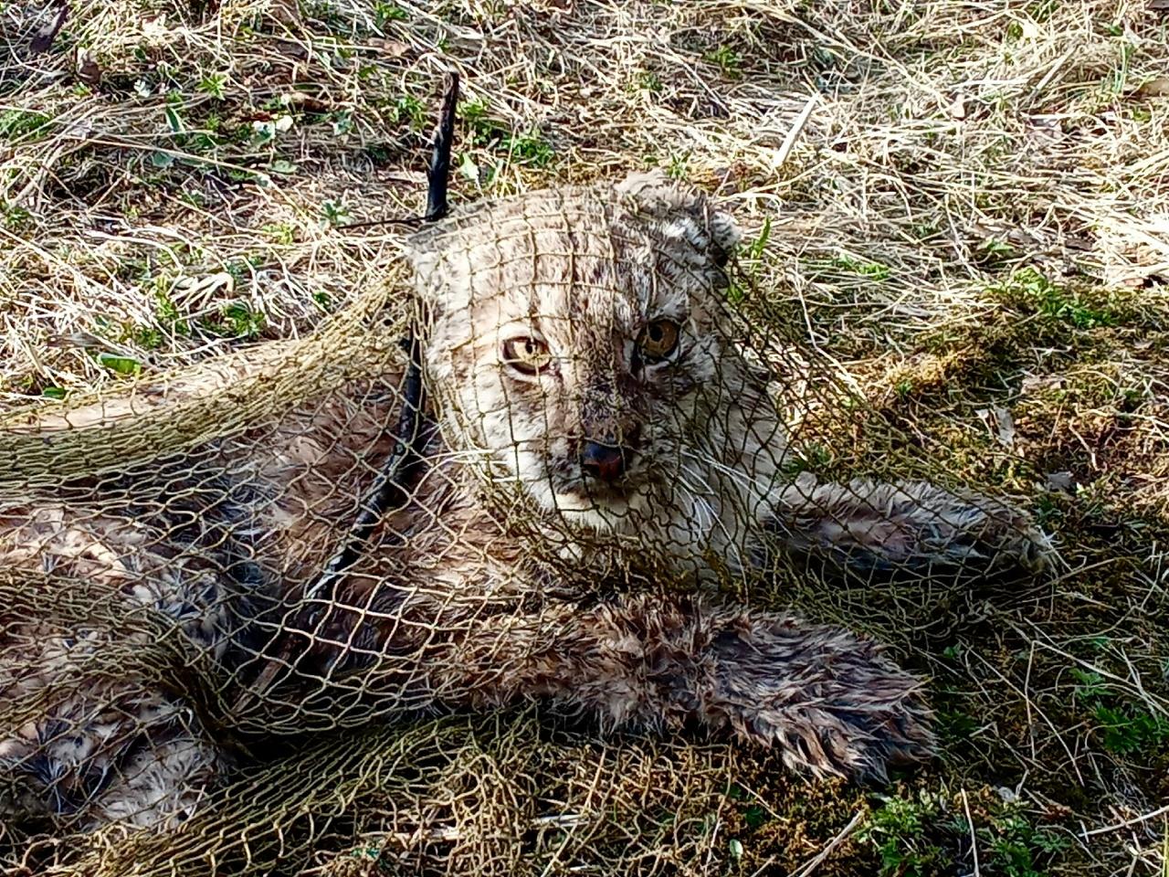 В Ленобласти поймали рысь, которая облюбовала огород местных жителей