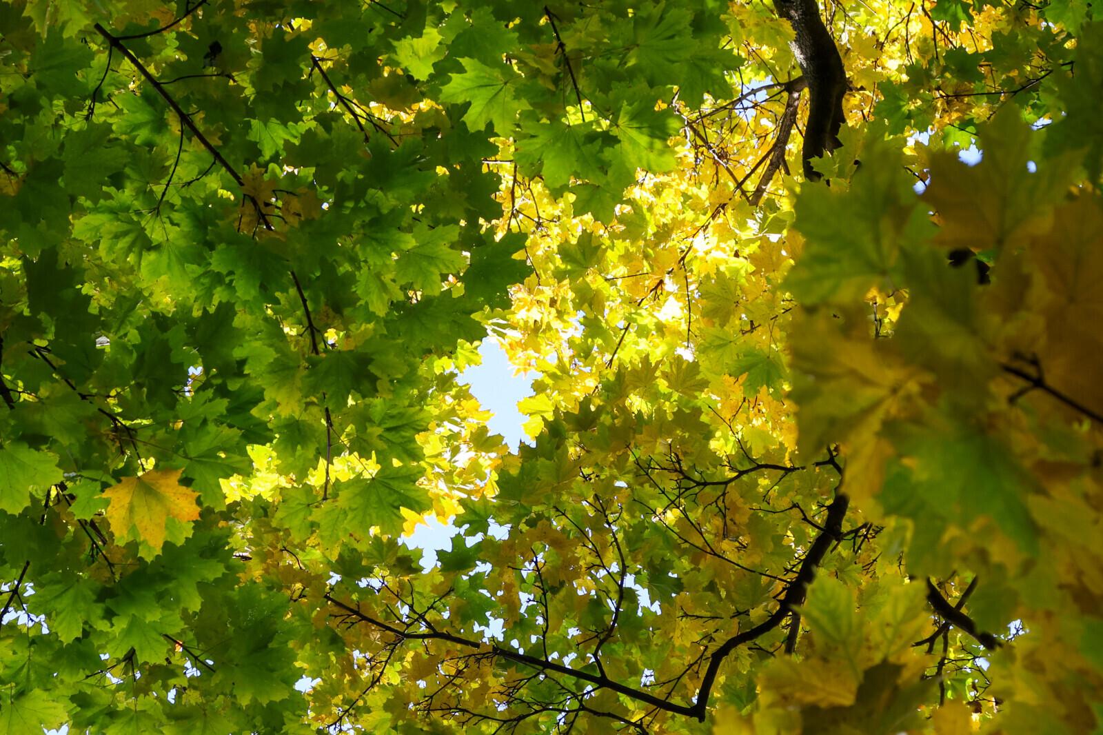 В Петербурге власти увеличат площадь парков и скверов почти на 80 гектаров