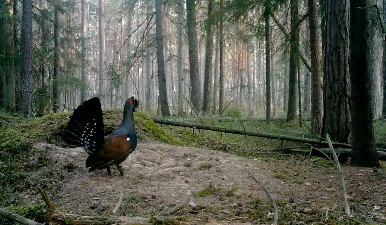 В Ленобласти глухари распушили хвосты для брачных песен