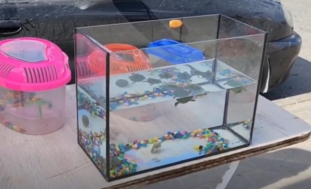 В Ленобласти оштрафовали продавца за торговлю красноухими черепахами у метро «Девяткино»