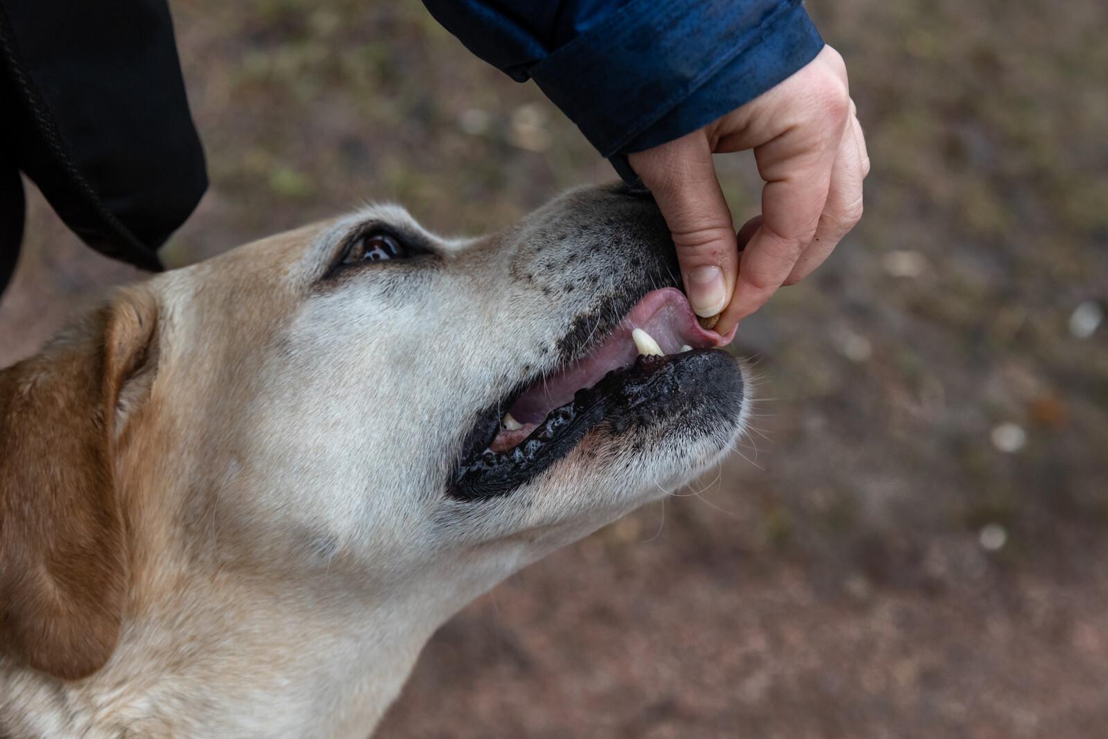 Кинолог Голубев объяснил, зачем собака обнюхивает хозяина, когда он возвращается домой