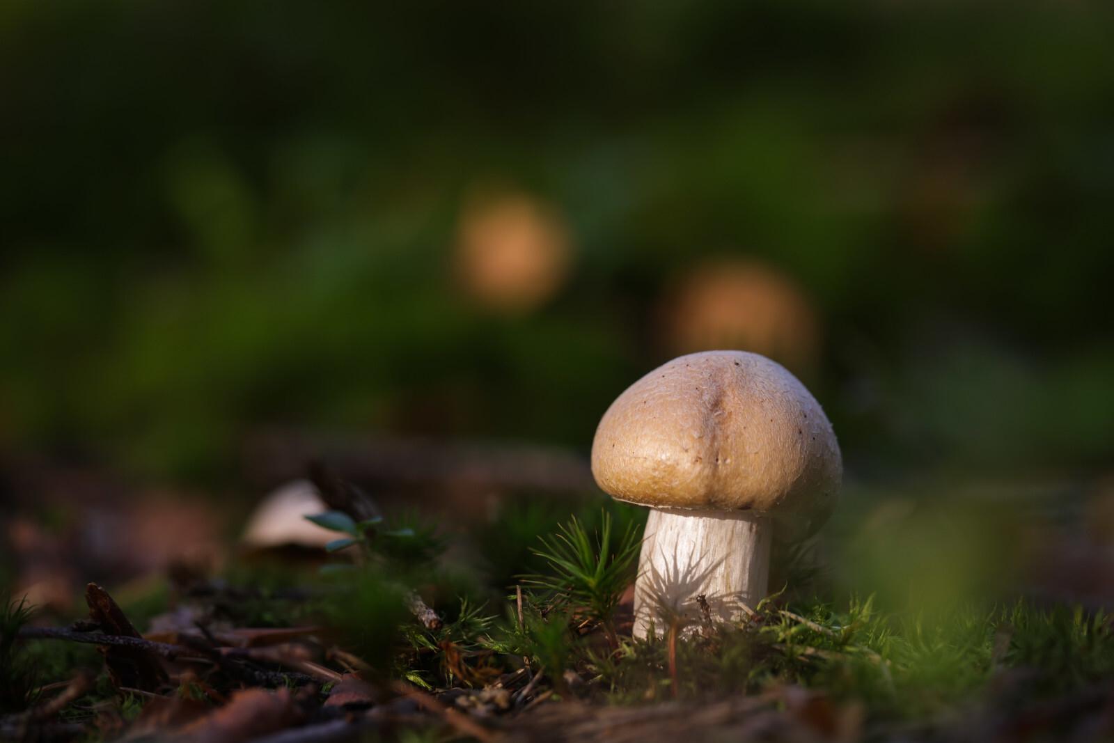 В Роскачестве предупредили о штрафах за сбор весенних грибов