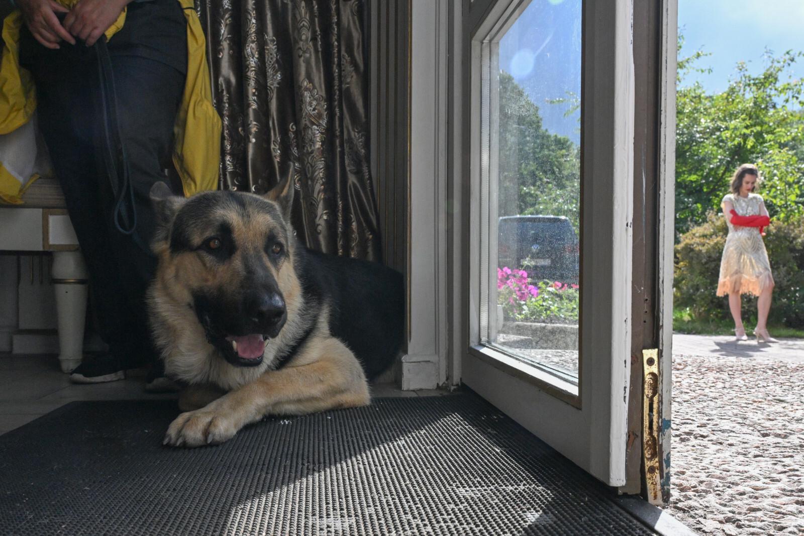 Собачникам рассказали, как подготовить питомца к поездке на дачу