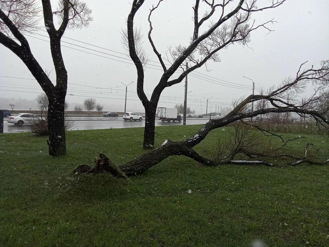 За выходные в Петербурге выпало 29 миллиметров осадков и рухнуло несколько деревьев
