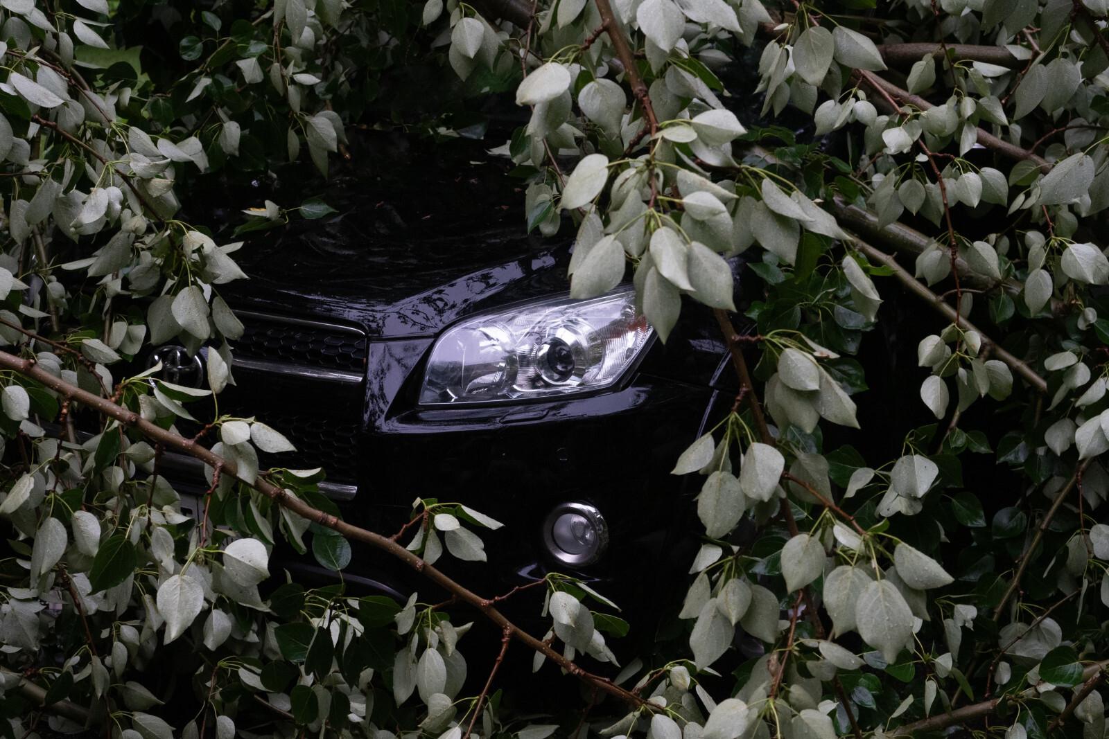 Выплату за разбитый упавшим деревом автомобиль можно получить без полиса КАСКО