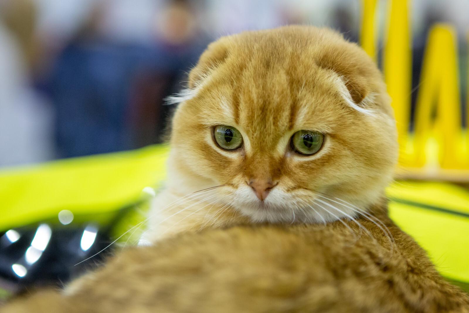 Юристы объяснили, как делить кошек и собак при разводе