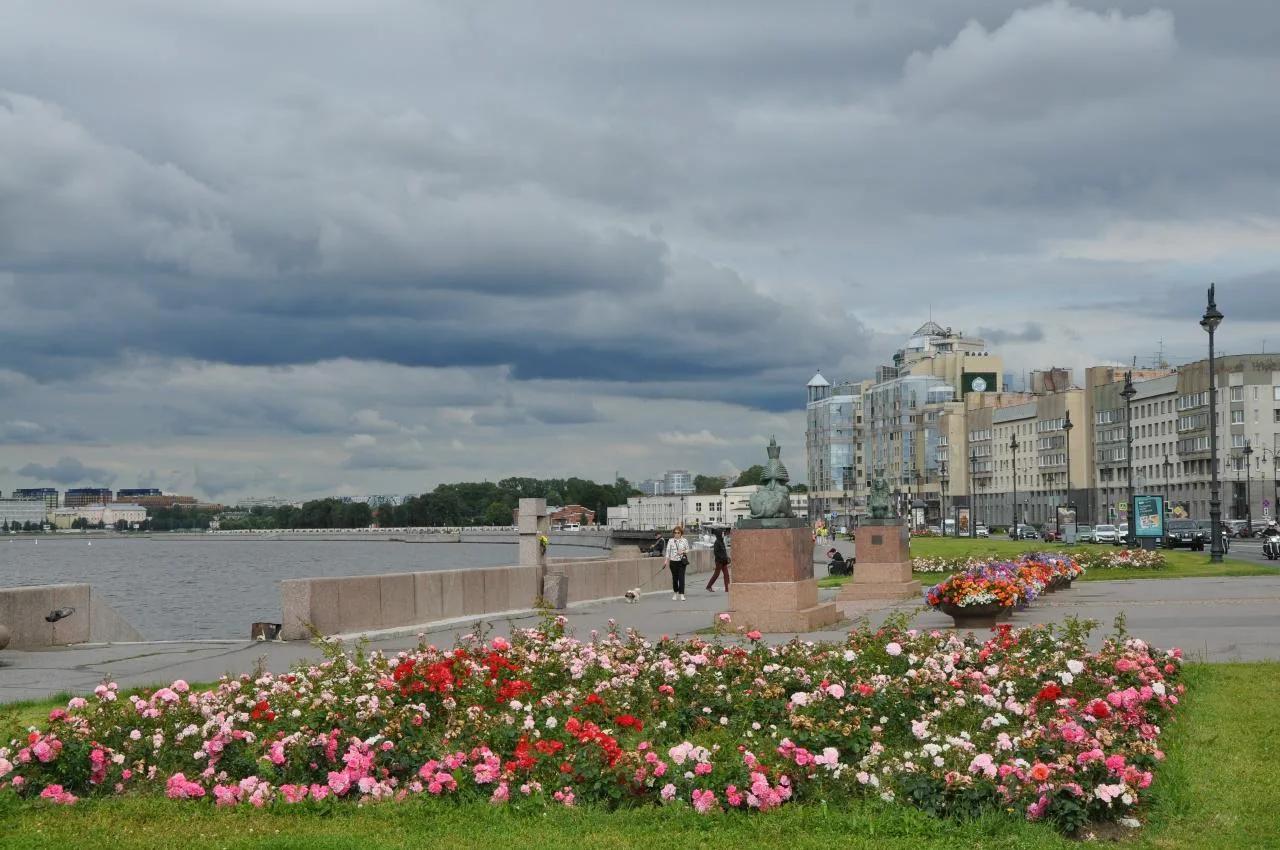 Фото: тысячи роз украшают Петербург