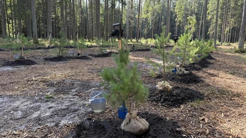 В заказнике «Озеро Щучье» высадили 250 саженцев сосны
