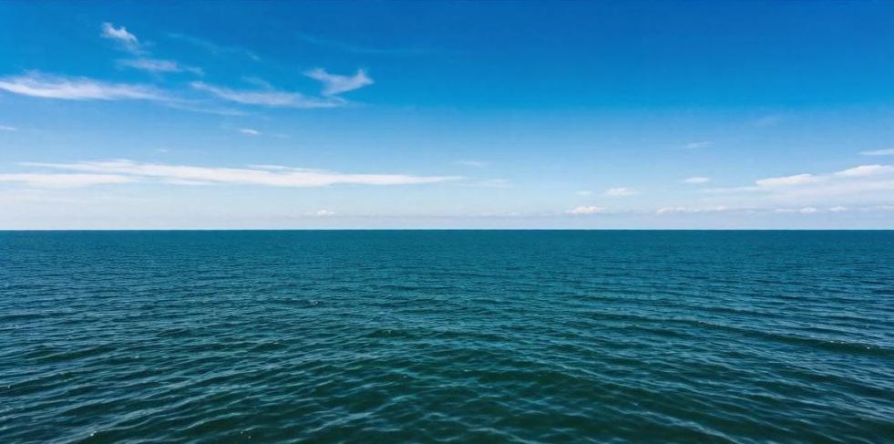 Медузы Черного моря могут стать источником ценного коллагена