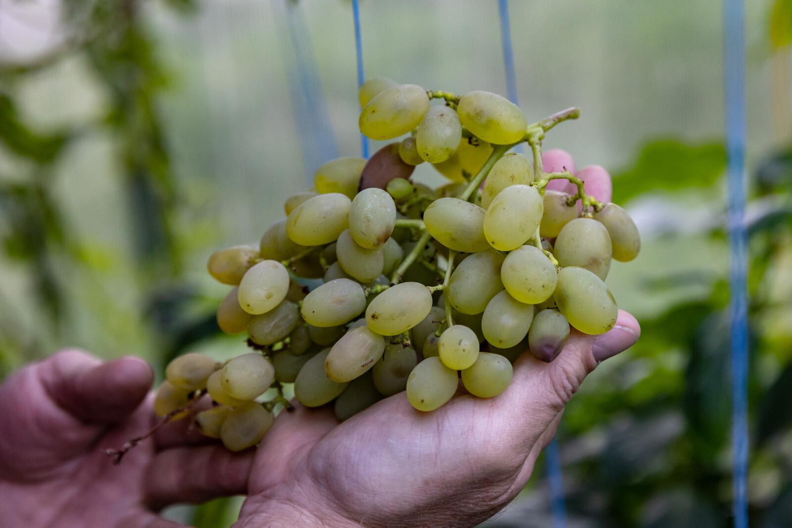 Перечислены продукты, которые нужно сразу же выбрасывать при появлении плесени